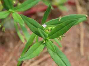 Flat-top mille graines(Oldenlandia corymbosa)