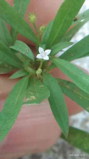 Flat-top mille graines(Oldenlandia corymbosa)