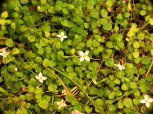 Creeping-bluet(Oldenlandiopsis callitrichoides)