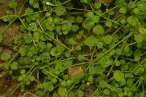 Creeping-bluet(Oldenlandiopsis callitrichoides)