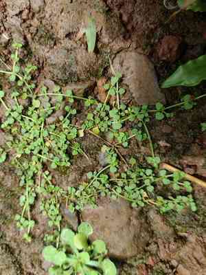 Creeping-bluet(Oldenlandiopsis callitrichoides)