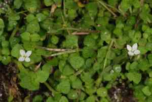 Creeping-bluet(Oldenlandiopsis callitrichoides)