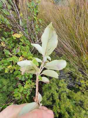 Common tree daisy(Olearia arborescens)