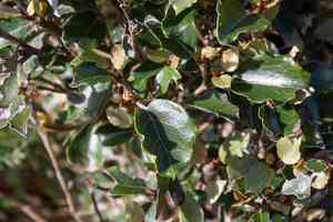 Common tree daisy(Olearia arborescens)