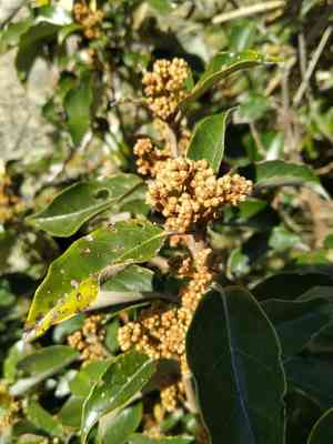 Common tree daisy(Olearia arborescens)