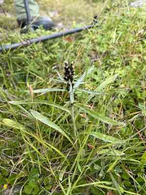 Norwegian arctic cudweed(Omalotheca norvegica)