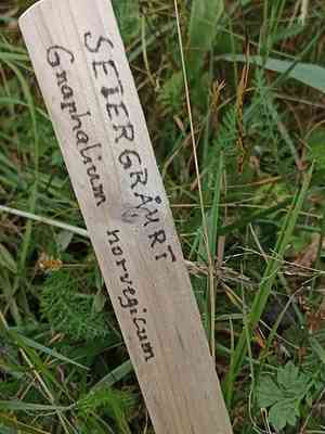 Norwegian arctic cudweed(Omalotheca norvegica)