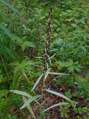 Norwegian arctic cudweed(Omalotheca norvegica)