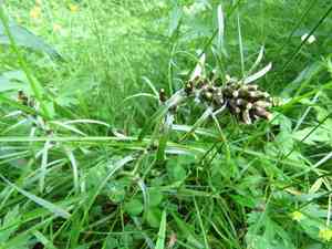 Norwegian arctic cudweed(Omalotheca norvegica)