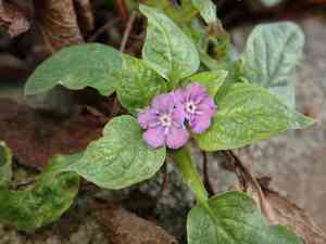 Blue-eyed mary(Omphalodes verna)