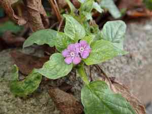 Blue-eyed mary(Omphalodes verna)