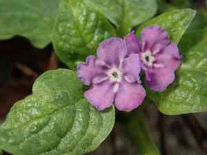 Blue-eyed mary(Omphalodes verna)