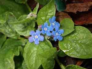 Blue-eyed mary(Omphalodes verna)