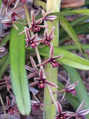 Oncidium baueri(Oncidium baueri)