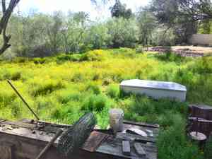 Stinknet (Oncosiphon piluliferum) Care Guide: Pests, Diseases, Watering ...