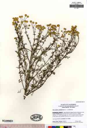Stinknet (Oncosiphon piluliferum) Care Guide: Pests, Diseases, Watering ...