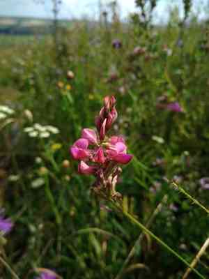 Common sainfoin(Onobrychis viciifolia)