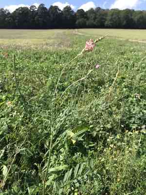 Common sainfoin(Onobrychis viciifolia)