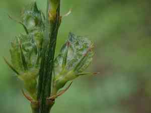 Common sainfoin(Onobrychis viciifolia)