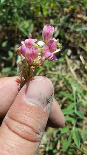 Common sainfoin(Onobrychis viciifolia)