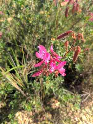 Shrubby restharrow(Ononis fruticosa)