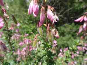 Shrubby restharrow(Ononis fruticosa)