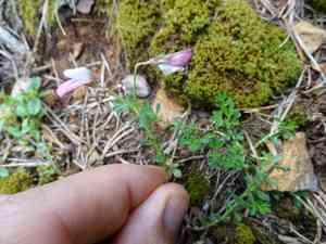 Shrubby restharrow(Ononis fruticosa)