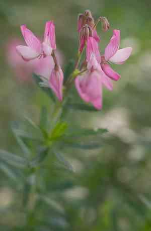 Shrubby restharrow(Ononis fruticosa)
