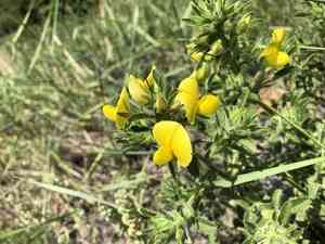 Yellow restharrow(Ononis natrix)
