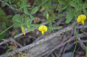 Yellow restharrow(Ononis natrix)