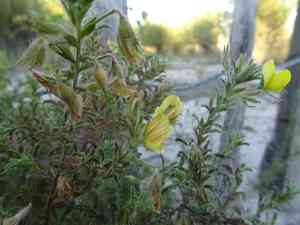 Yellow restharrow(Ononis natrix)