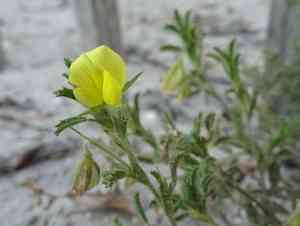 Yellow restharrow(Ononis natrix)