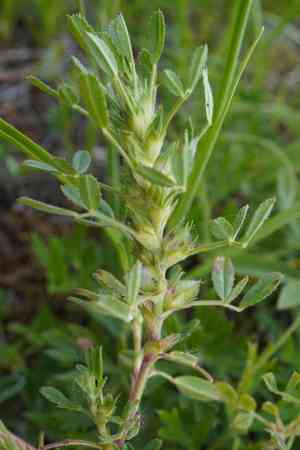 Yellow restharrow(Ononis pusilla)