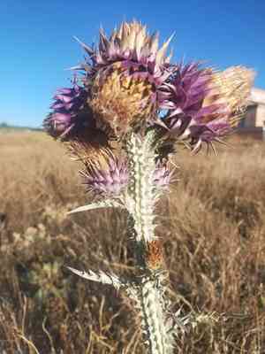 Illyrian cottonthistle(Onopordum illyricum)