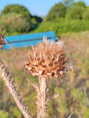 Illyrian cottonthistle(Onopordum illyricum)