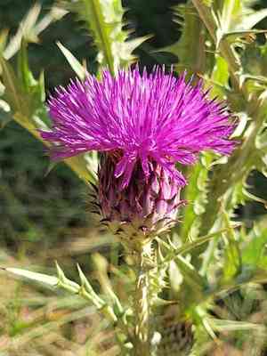 Illyrian cottonthistle(Onopordum illyricum)
