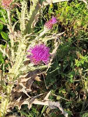 Illyrian cottonthistle(Onopordum illyricum)