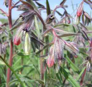 Onosma (Onosma)(Onosma)
