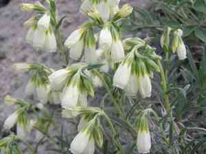 Onosma (Onosma)(Onosma)
