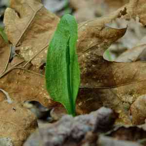 Adder's-tongue ferns (Ophioglossum)(Ophioglossum)