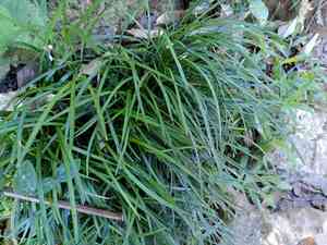 Lilyturf(Ophiopogon bodinieri)