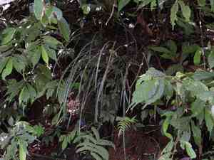 Lilyturf(Ophiopogon bodinieri)