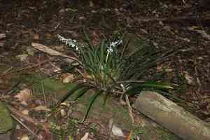 Lilyturf(Ophiopogon jaburan)