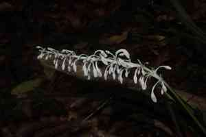 Lilyturf(Ophiopogon jaburan)