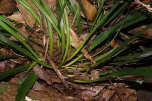 Lilyturf(Ophiopogon jaburan)