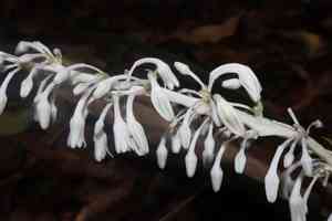 Lilyturf(Ophiopogon jaburan)