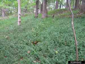 Wavy-leaf basket grass(Oplismenus undulatifolius)