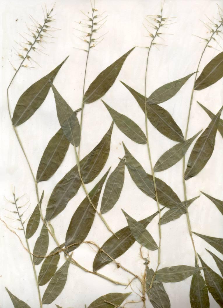 Wavy-leaf basket grass