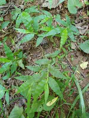 Wavy-leaf basket grass(Oplismenus undulatifolius)