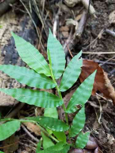 Wavy-leaf basket grass(Oplismenus undulatifolius)